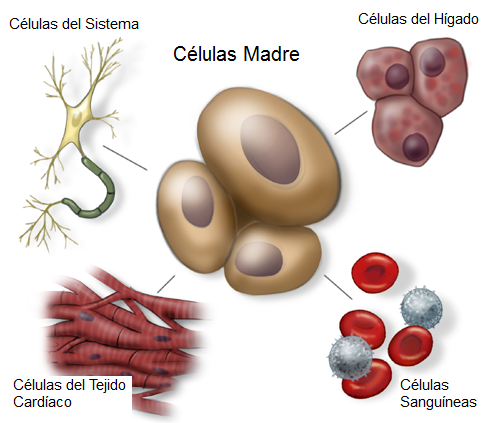 Células madre