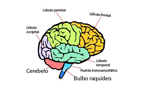 Funciones del cerebro