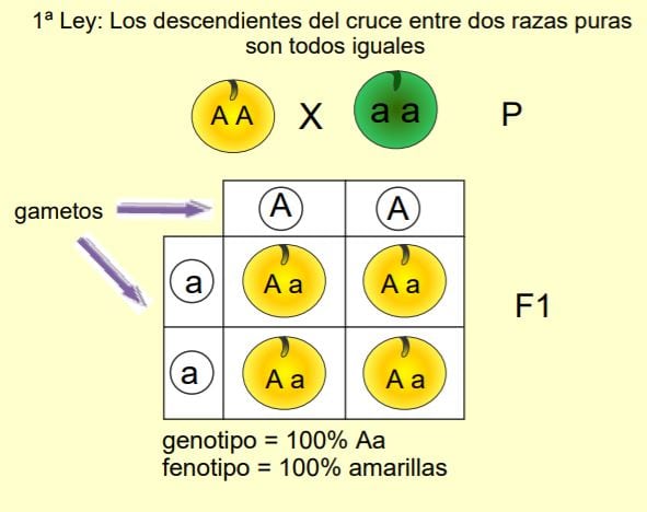 Tabla Periódica - Spanish GED 365