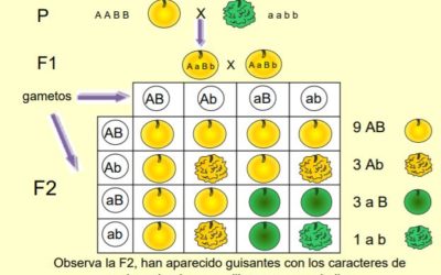 Leyes de Mendel – Genética y herencia