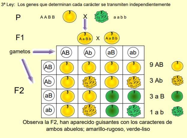 Leyes de Mendel - Genética y herencia - Spanish GED 365